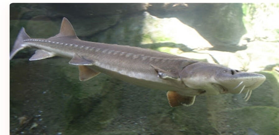 Siberian sturgeon