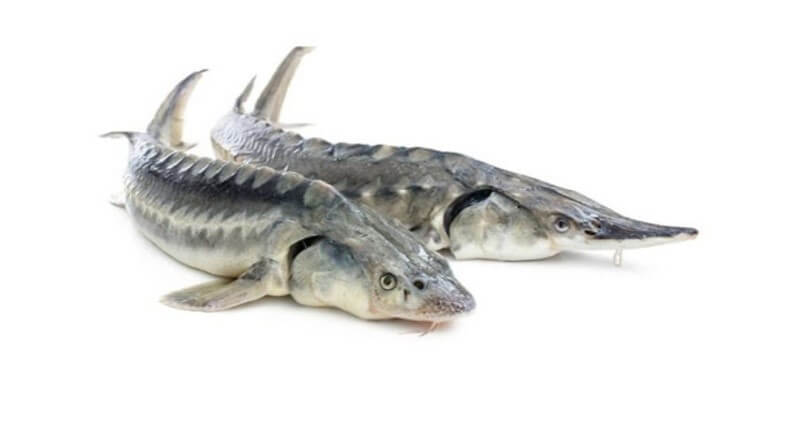 What is sturgeon meat