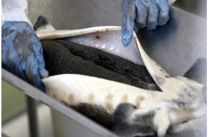 Are fish killed for caviar?