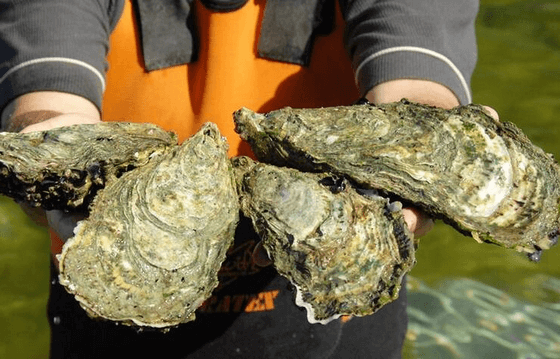 Coffin Bay Oysters