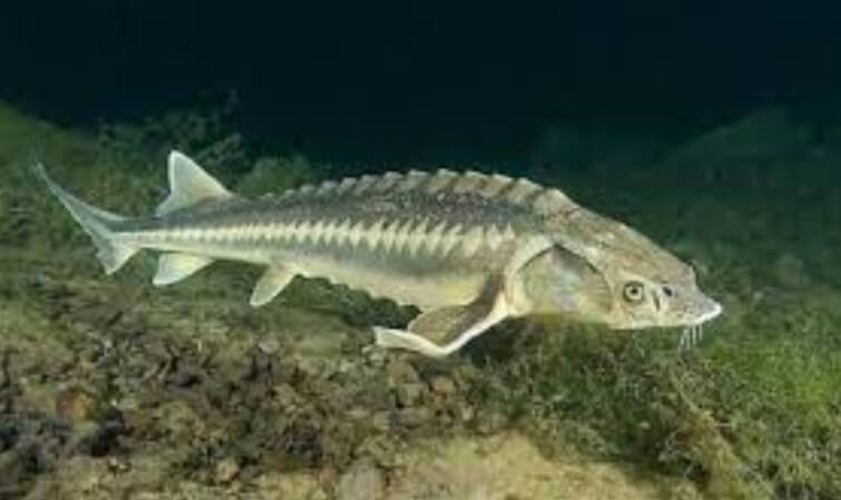 Persian sturgeon